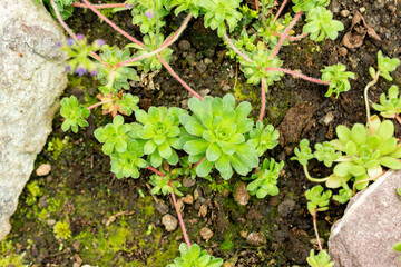 Androsace Sempervivoides plant in Saint Gallen in Switzerland 9.5.25