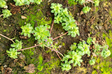 Androsace Sempervivoides plant in Saint Gallen in Switzerland 9.5.25