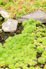 Rosularia Pallida plant in Saint Gallen in Switzerland 9.5.25