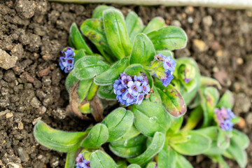 Myosotis Capitata plant in Saint Gallen in Switzerland 9.5.25