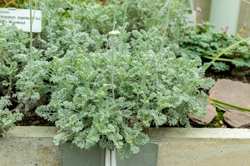 Tanacetum Argenteum plant in Saint Gallen in Switzerland 9.5.25