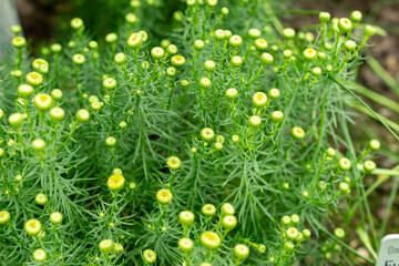 Chrysocoma Coma-Aurea plant in Saint Gallen in Switzerland 9.5.25