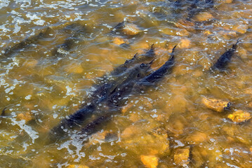 Lake Sturgeon Spawning At The Fox River Dam And Rapids At De Pere, Wisconsin, In Spring