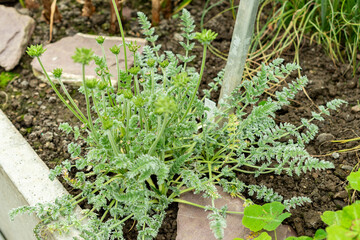 Oreomyrrhis Argentea plant in Saint Gallen in Switzerland 9.5.25