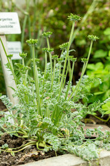 Oreomyrrhis Argentea plant in Saint Gallen in Switzerland 9.5.25