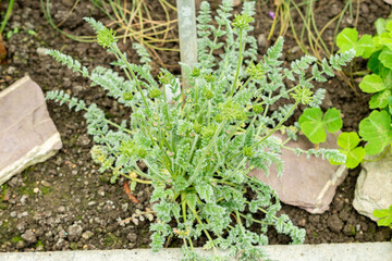 Oreomyrrhis Argentea plant in Saint Gallen in Switzerland 9.5.25