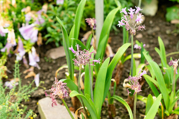 Obraz premium Sweet wild garlic or Tulbaghia Simmleri plant in Saint Gallen in Switzerland 9.5.25