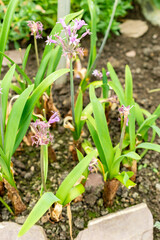 Sweet wild garlic or Tulbaghia Simmleri plant in Saint Gallen in Switzerland 9.5.25
