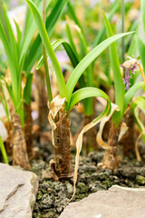 Sweet wild garlic or Tulbaghia Simmleri plant in Saint Gallen in Switzerland 9.5.25