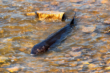 Lake Sturgeon Spawning At The Fox River Dam And Rapids At De Pere, Wisconsin, In Spring