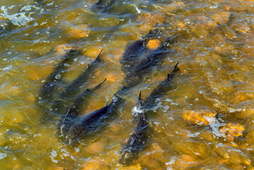 Lake Sturgeon Spawning At The Fox River Dam And Rapids At De Pere, Wisconsin, In Spring