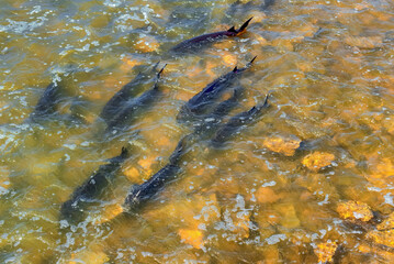 Lake Sturgeon Spawning At The Fox River Dam And Rapids At De Pere, Wisconsin, In Spring