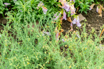 Fumana Leavipes plant in Saint Gallen in Switzerland 9.5.25