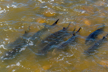 Lake Sturgeon Spawning At The Fox River Dam And Rapids At De Pere, Wisconsin, In Spring