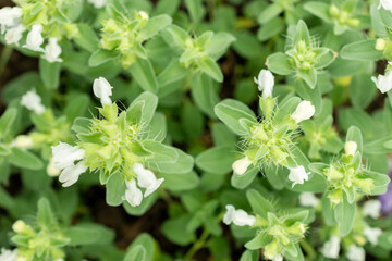 Dracocephalum Renati plant in Saint Gallen in Switzerland 9.5.25