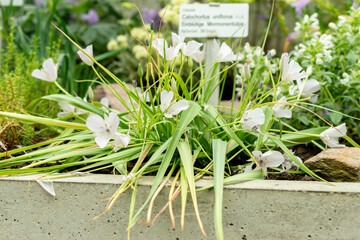 Monterey mariposa lily or Calochortus Uniflorus plant in Saint Gallen in Switzerland 9.5.25