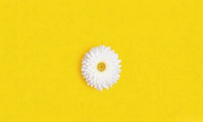 chrysanthemum flower