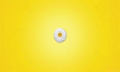 chrysanthemum flower