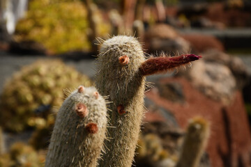 cacti in Lanzarote (Canary Islands, Spain)