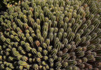 cacti in Lanzarote (Canary Islands, Spain)