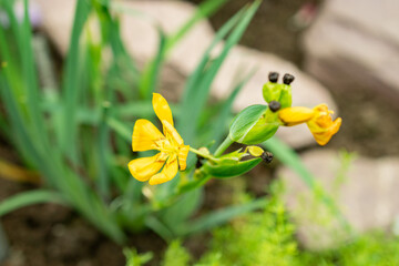 Sisyrinchium Patagonicum plant in Saint Gallen in Switzerland 9.5.25