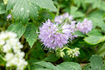 Virginia water leaf or Hydrophyllum Virginianum plant in Saint Gallen in Switzerland 9.5.25