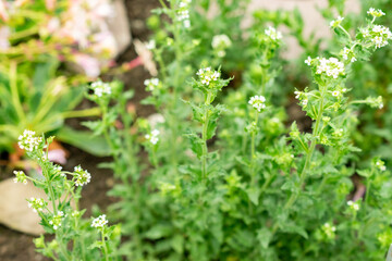 Draba Incana plant in Saint Gallen in Switzerland 9.5.25