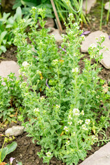 Draba Incana plant in Saint Gallen in Switzerland 9.5.25
