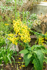 Verbascum Arcturus plant in Saint Gallen in Switzerland 9.5.25