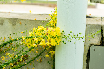 Verbascum Arcturus plant in Saint Gallen in Switzerland 9.5.25
