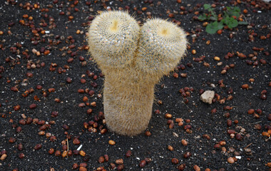 cacti in Lanzarote (Canary Islands, Spain)