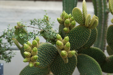 Opuntia microdasys (Lehm.) Pfeiff., Bunny-ears prickly-pear, cactus, succulent, cambridge,...