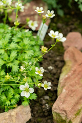 Saxifraga Callosa subsp Catalaunica plant in Saint Gallen in Switzerland 9.5.25