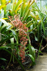 Aechmea melinonii Hook., red flower, tropical plant, cambridge, cambridge tropical garden, may 2025, sony a6000, nature, garden