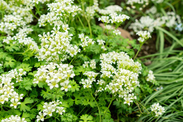 Saxifraga Geranioides plant in Saint Gallen in Switzerland 9.5.25