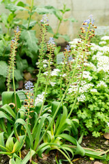 Leopoldia Cycladica plant in Saint Gallen in Switzerland 9.5.25