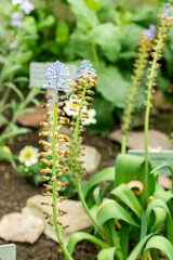 Leopoldia Cycladica plant in Saint Gallen in Switzerland 9.5.25