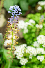 Leopoldia Cycladica plant in Saint Gallen in Switzerland 9.5.25