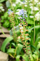 Leopoldia Cycladica plant in Saint Gallen in Switzerland 9.5.25