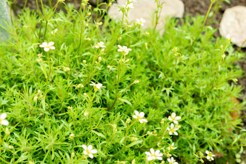 Saxifraga Continentalis plant in Saint Gallen in Switzerland 9.5.25