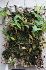 tropical plants, glasshouse, greenhouse, flowers, summer, british summer, summer garden, cambridge, cambridge botanic garden, may 2025