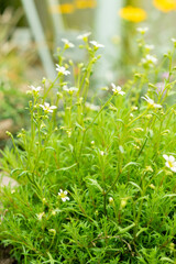 Saxifraga Continentalis plant in Saint Gallen in Switzerland 9.5.25