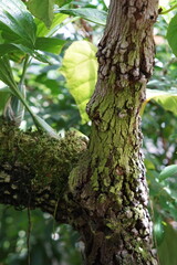 tree bark, endemic, bolivia, bark, haematocephala, pink powderpuff, tropical plant, cambridge, cambridge tropical garden, may 2025, sony a6000, nature, garden
