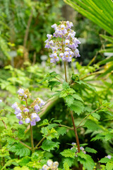 Calceolaria Plectranthifolia plant in Saint Gallen in Switzerland 9.5.25