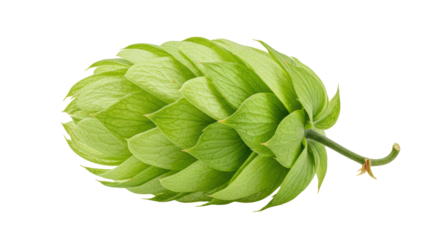 Isolated Fresh Green Hop Cone