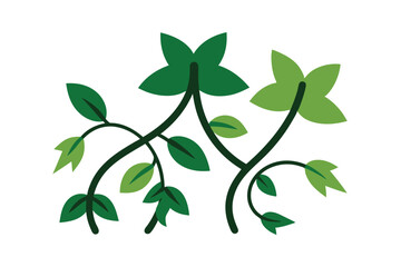 green leaves isolated on white