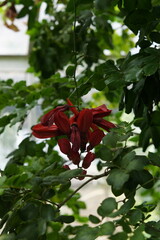 Passiflora princeps G.Lodd., passion flower, tropical flower, cambridge, cambridge botanic garden, summer garden, glasshouse, greenhouse, May 2025