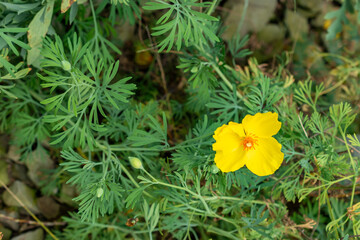 Mexican tulip poppy or Hunnemannia Fumariifolia plant in Saint Gallen in Switzerland 9.5.25