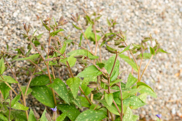 Pulmonaria Affinis plant in Saint Gallen in Switzerland 9.5.25