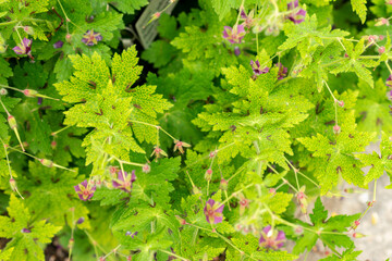 Geranium Reflexum plant in Saint Gallen in Switzerland 9.5.25